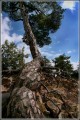 Pinus draconis